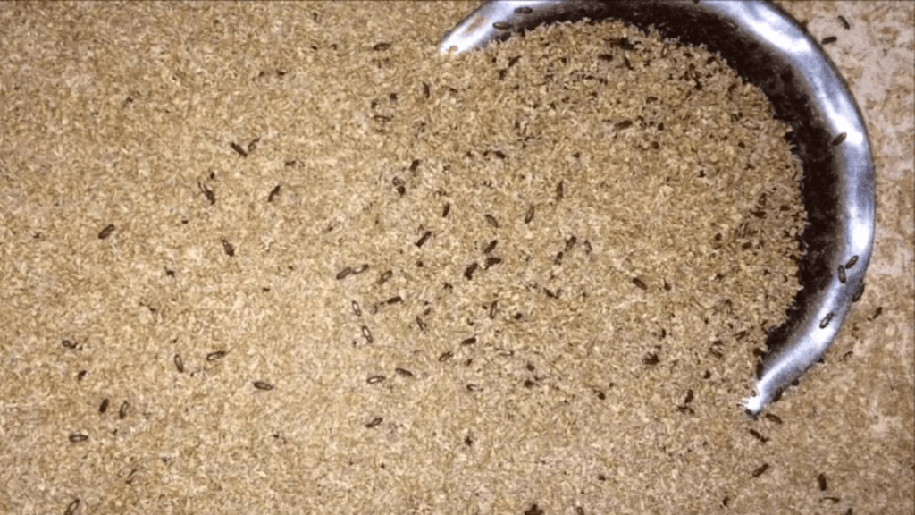 Faina din larve de gandaci autorizata in alimentatia UE