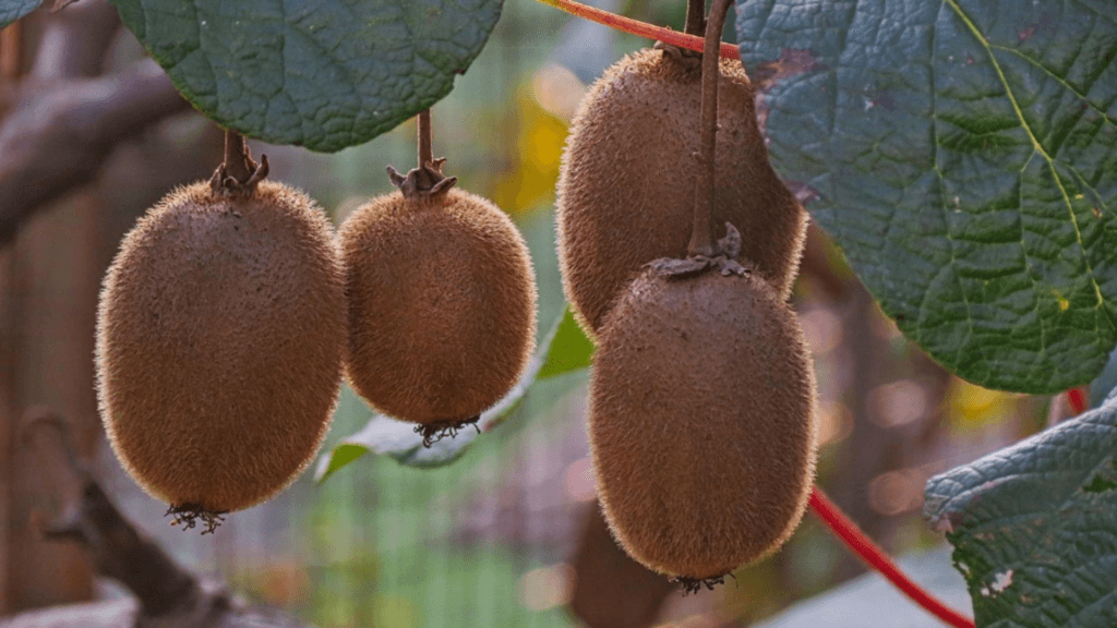 Fructul tineretii supranumit aurul galben