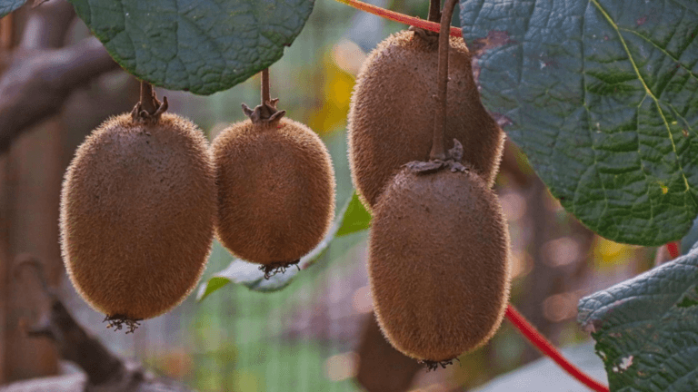 Fructul tineretii supranumit aurul galben