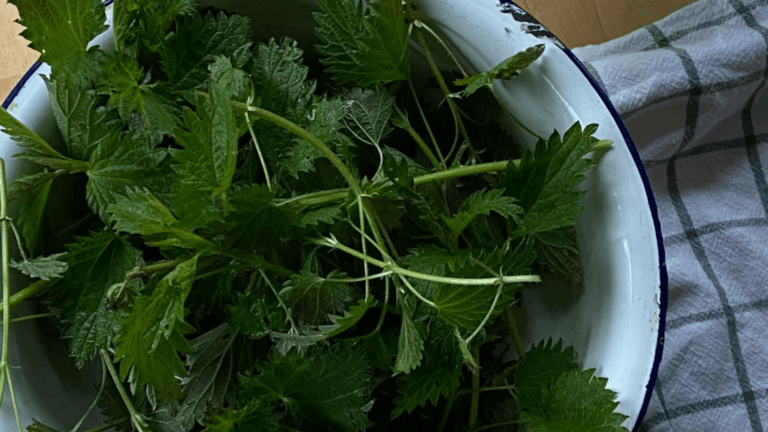 Crema de urzici mancare de primavara plina de vitamine