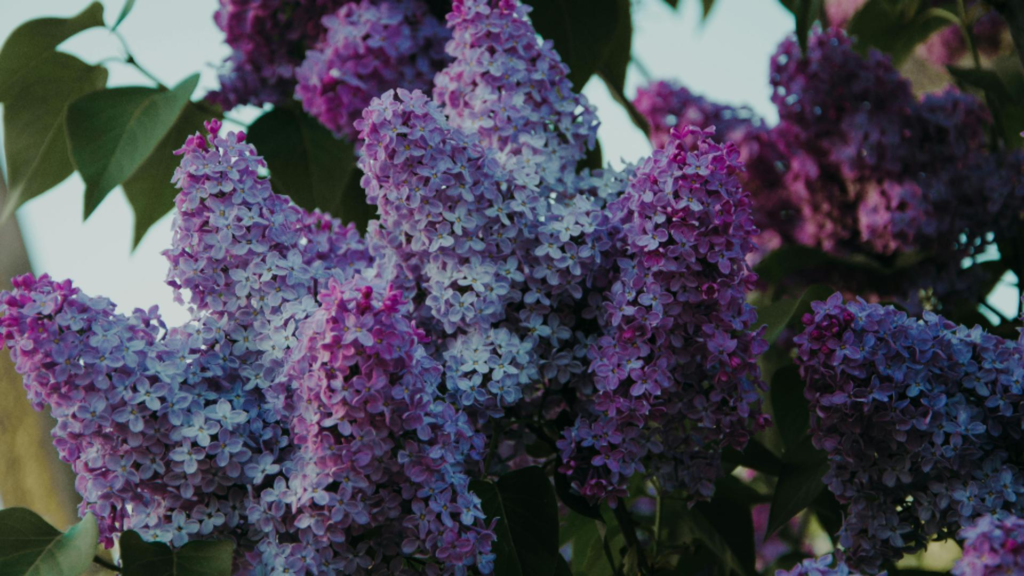 Cum să plantezi corect liliacul și locul ideal. 1 Cum sa plantezi corect liliacul si locul ideal