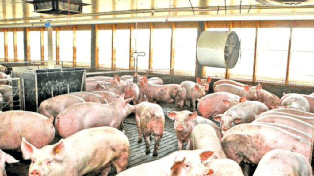 Focar de pesta porcina in Satu Mare