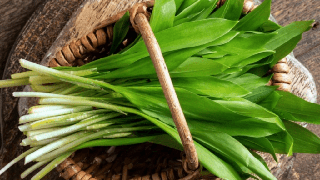 Planta prezentă primăvara: leurda, energizant și contraindicații. 1 Planta prezenta primavara leurda energizant si contraindicatii