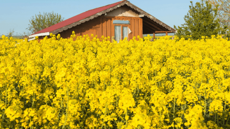Ce poti face cu florile de rapita beneficii necunoscute ale plantei decorative