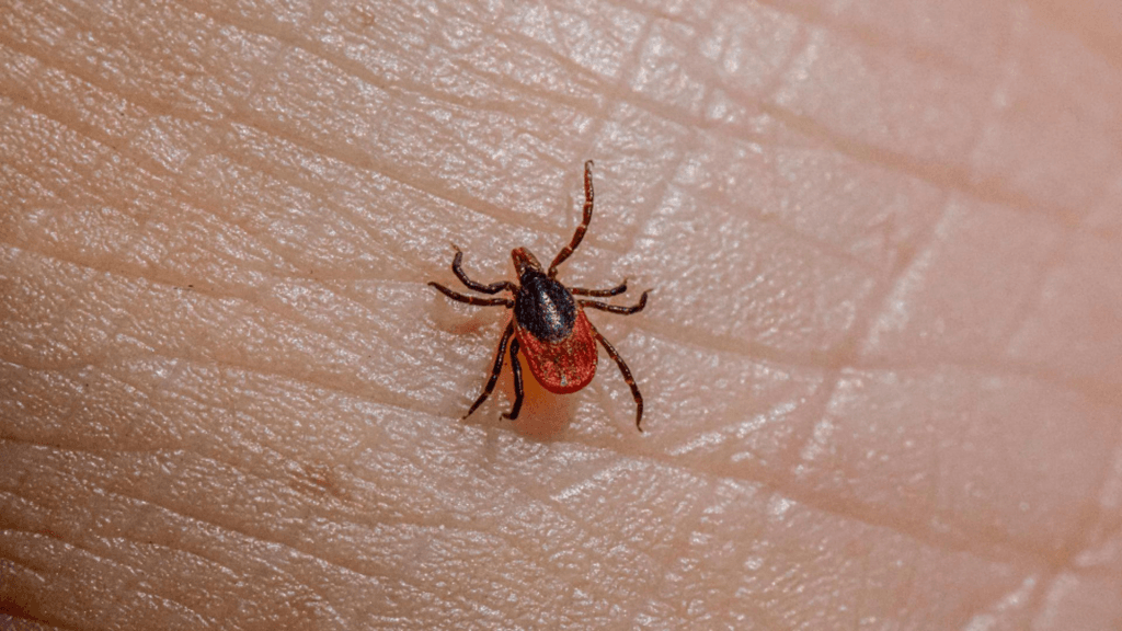 Ce sa faci daca te musca o capusa