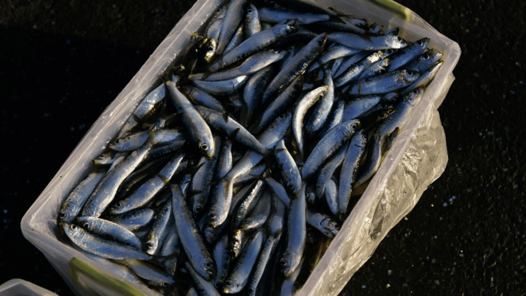 Cel mai sanatos peste curata vasele si reduce colesterolul