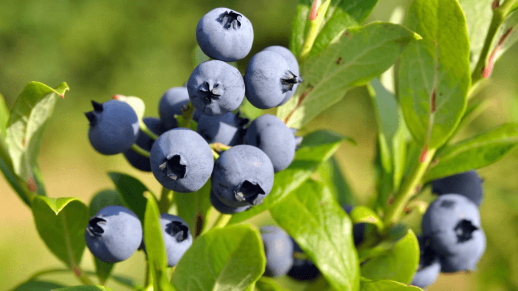 Cele mai bune fructe pentru creier si inima Elixirul tineretii