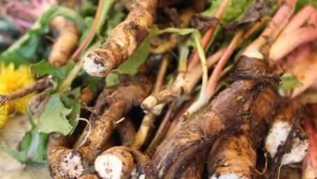 Radacina panaceu pentru detoxifierea ficatului