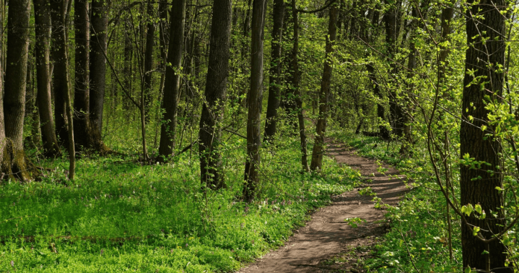 Padurea Crang devine din nou rezervatie naturala protejata