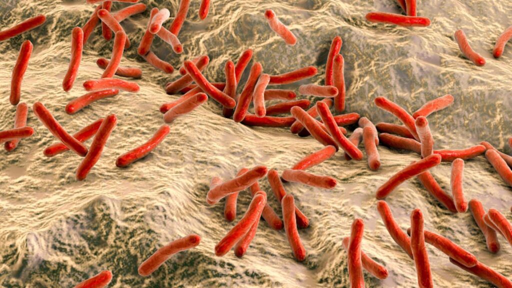 Autoritatile din Cluj afirma ca au control asupra leprei