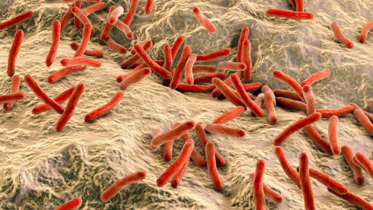 Autoritățile din Cluj afirmă că au control asupra leprei Autoritatile din Cluj afirma ca au control asupra leprei