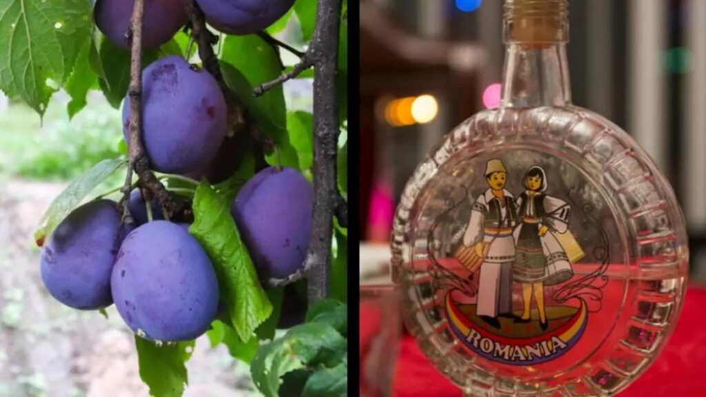 Beneficiile tuicii fierte cu cuisoare conform cercetarilor recente