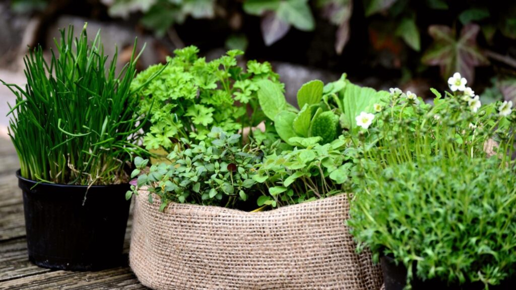 Plante vindecatoare de avut in casa pentru afectiuni