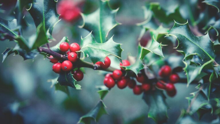 Proprietățile medicinale ale vâscului și contraindicațiile sale Proprietatile medicinale ale vscului si contraindicatiile sale