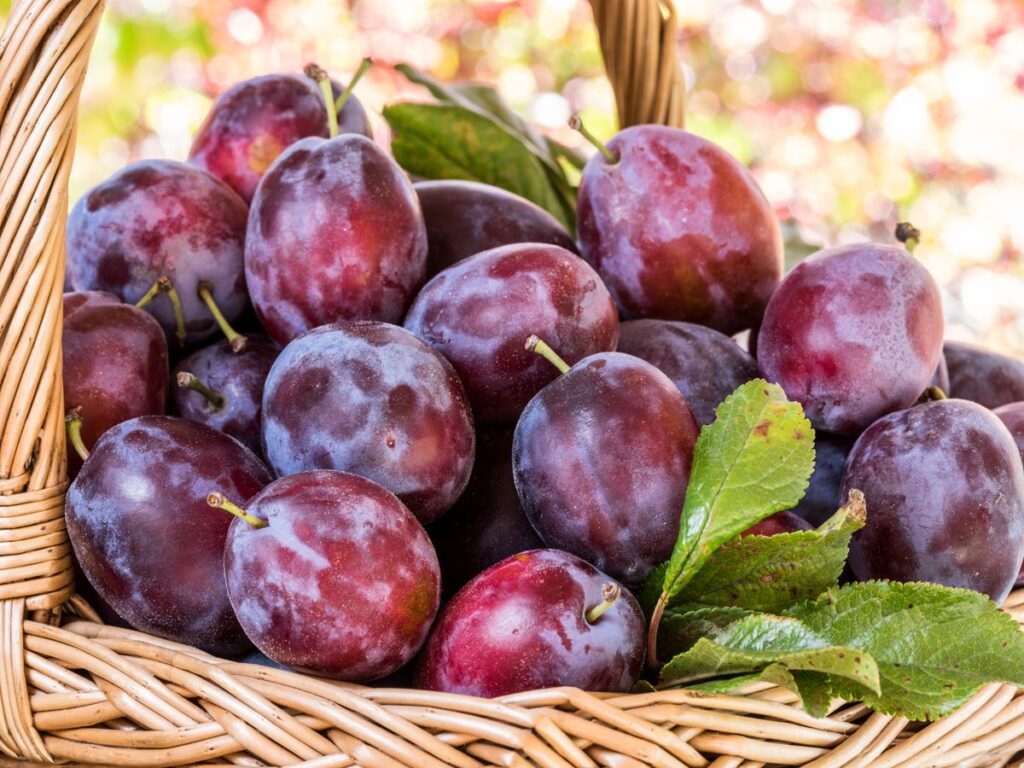 Cat pretuiesc kilogramul de prune in pietele din Romania si de ce oamenii nu se inghesuie sa le cumpere