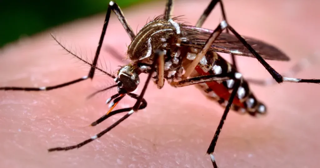 95 de cazuri de infecție cu virusul West Nile, raportate în România în acest an