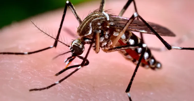 95 de cazuri de infecție cu virusul West Nile, raportate în România în acest an