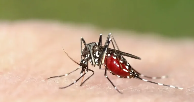 Bolile infecțioase se răspândesc mai repede pe măsură ce planeta se încălzește