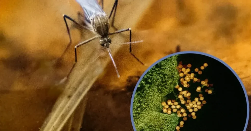 West Nile: Creștere majoră a infectărilor în 2026. Cinci decese și 72 de cazuri confirmate