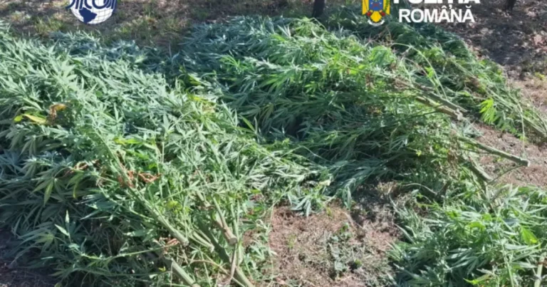 Covasna: cultură de canabis, 60 de plante confiscate, un bărbat reținut