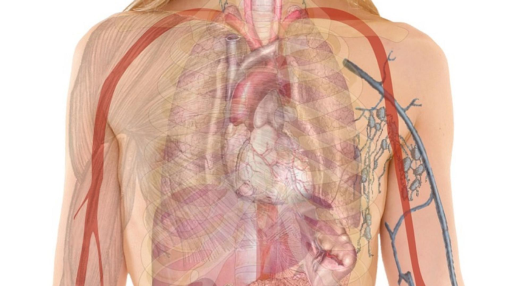 Asemanari incredibile intre alimente si organele corpului