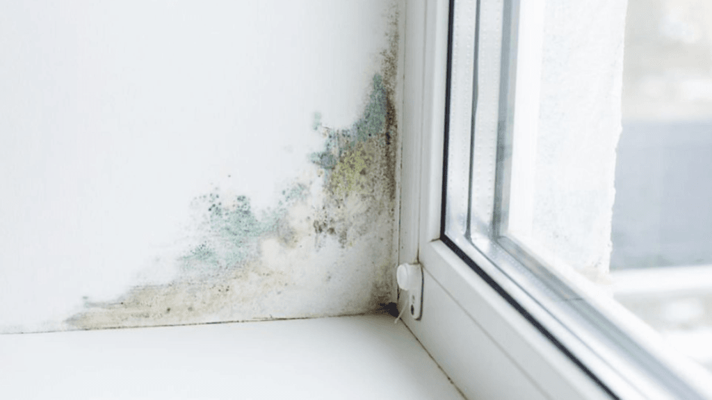 De ce apare mucegaiul la geam și cum îl previi. 1 De ce apare mucegaiul la geam si cum il previi