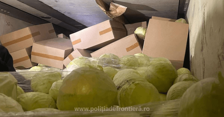 Pachete de tigari de peste 13 milioane lei gasite in vama Petea Ascunse intr un camion cu varza