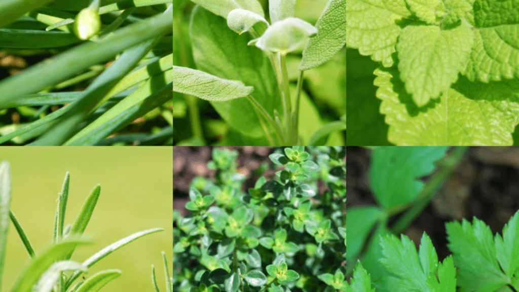 Plante medicinale de consumat la inceputul primaverii