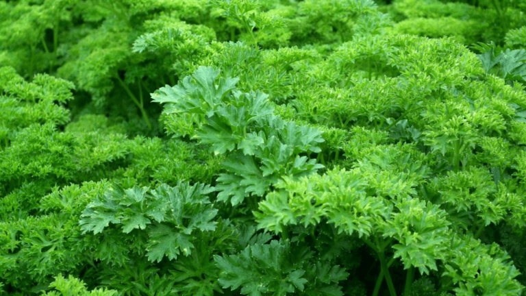 Verdeata care reduce foamea si ajuta la slabit 3 kg in 5 zile