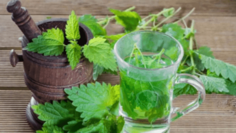 Beneficiile urzicilor Focul vindecator ce schimba sangele