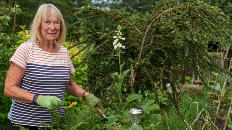 Plantă sezonieră cu efect detoxifiant puternic. Planta sezoniera cu efect detoxifiant puternic