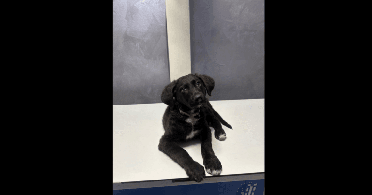 Bucuresteanul care a abuzat un catel si a amenintat aparatorii acestuia