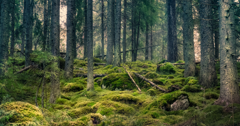Tribunalul Mures a desfiintat retrocedarea padurilor din Bacau