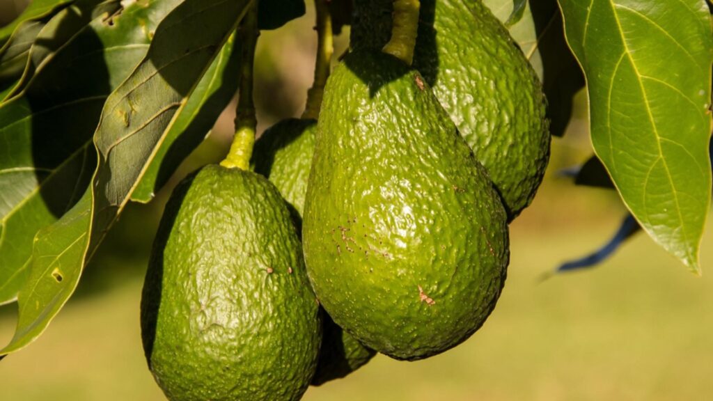 Fructul care iti apara inima cardiologii afirma ca ajuta la scaderea colesterolului si la mentinerea tensiunii arteriale