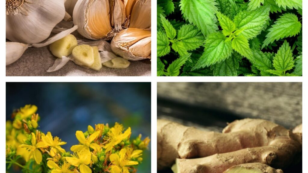Mirodenii și plante aromatice perfecte pentru întărirea imunității. Sugestia unui cunoscut fitoterapeut. 1 Mirodenii si plante aromatice perfecte pentru intarirea imunitatii Sugestia unui cunoscut fitoterapeut