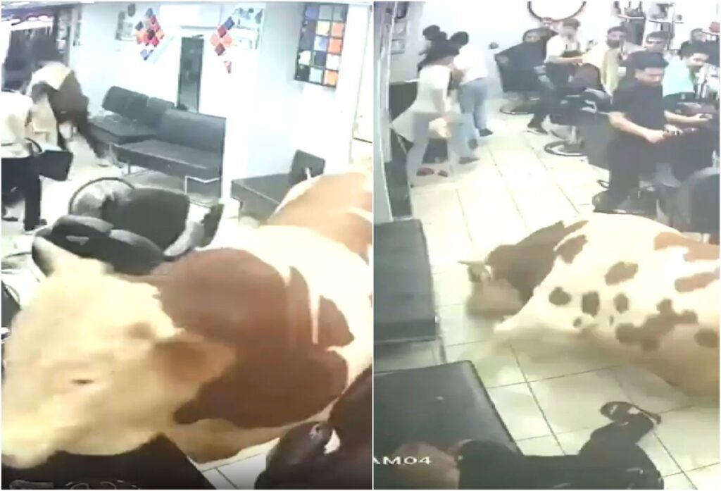 Un taur de 1,5 tone a intrat peste într-o frizerie! Momentul șocant, surprins de camerele de supraveghere. 1 Un taur de 15 tone a intrat peste intr o frizerie Momentul socant suprins de camerele de supraveghere