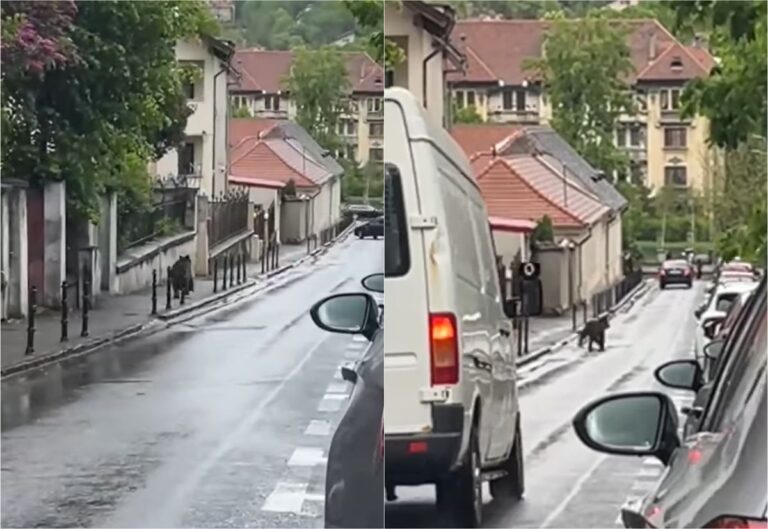 Un urs a fost observat alergand pe strazzile din Brasov in apropierea Bisericii Negre Ce a surprins un trecator pe camera