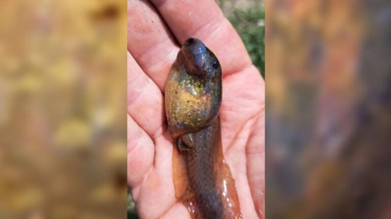 Descoperire surprinzătoare! Ce este creatura misterioasă găsită recent într-o mlaștină din Europa descoperire surprinzatoare ce este creatura misterioasa gasita recent intro mlastina din europa